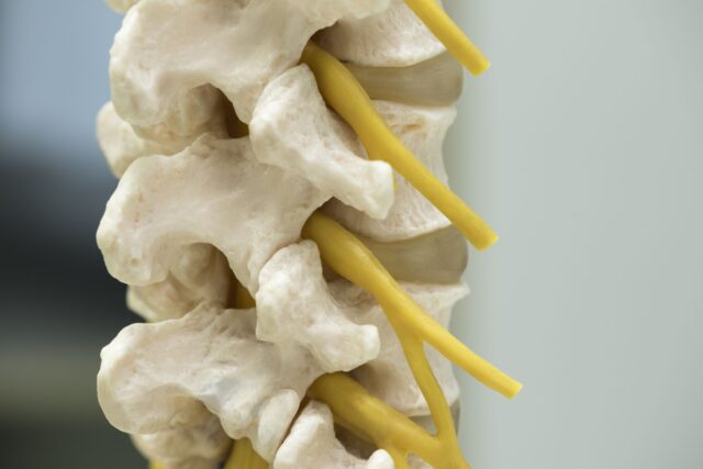 Closeup of a Spinal Cord